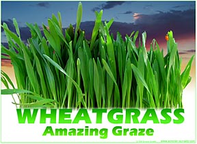 Wheatgrass Page
