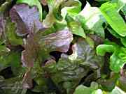 Our Organic Lettuce