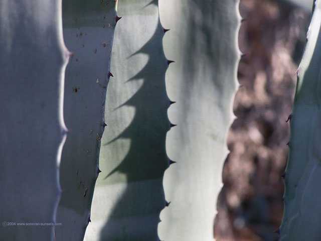Agave Wallpaper 640 x 480