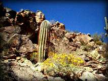 Saguaro growing out of a clif