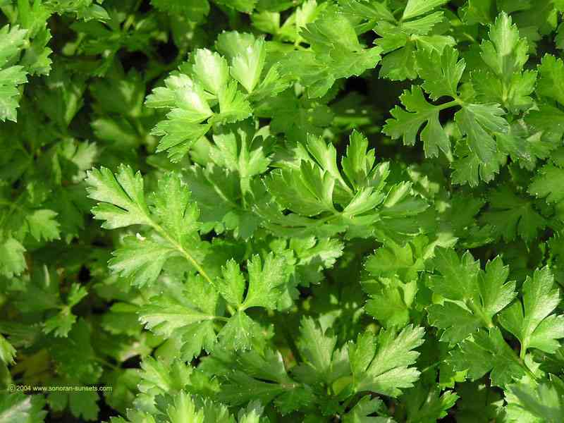 Our Organic Parsley Wallpaper 800 x 600