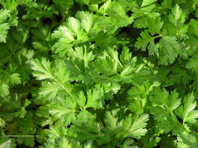 Our Organic Parsley Wallpaper 640 x 480