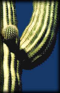 A new arm growing out of the Saguaro