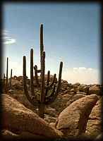 A Saguaro amongst boulders near Florence, AZ
