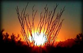 Sunset behind an ocotillo