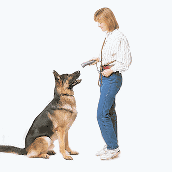 Get schutzhund dog training equipment