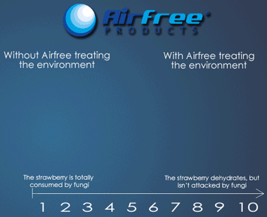 Airfree Enviro RL60 Air Sterilizer Strawberry Test