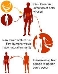 Possible mutation of the bird flu virus