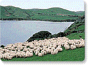 Untreated New Zealand Lamb's Wool