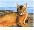 CatmanDrew™ Drew Strouble Abyssinian Cat Art