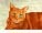 CatmanDrew™ Drew Strouble Orange Cat Art