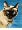 CatmanDrew™ Drew Strouble Siamese Cat Art