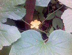 Cucumber Flower w/Leaves
