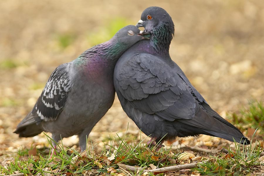 Pigeons hugging
