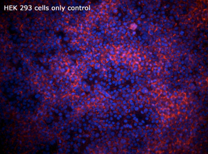 HEK 293 Cells Only Negative Control