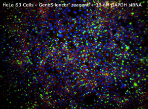HeLa GeneSilencer+30nM GAPDHsiRNA