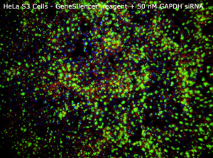 HeLa GeneSilencer+50nM GAPDHsiRNA
