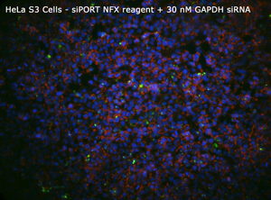 HeLa siPORT NFX+30nM GAPDHsiRNA