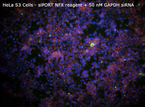 HeLa siPORT NFX+50nM GAPDHsiRNA