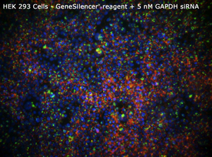HEK 293 GeneSilencer+5nM GAPDHsiRNA