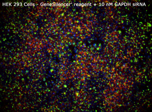 HEK 293 GeneSilencer+10nM GAPDHsiRNA