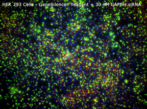 HEK 293 GeneSilencer+30nM GAPDHsiRNA