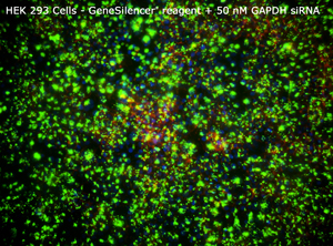 HEK 293 GeneSilencer+50nM GAPDHsiRNA