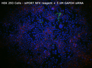 HEK 293 siPORT NFX+5nM GAPDHsiRNA