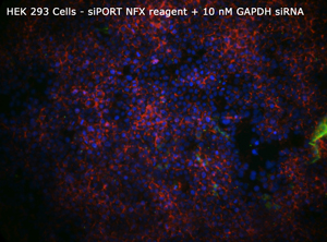 HEK 293 siPORT NFX+10nM GAPDHsiRNA