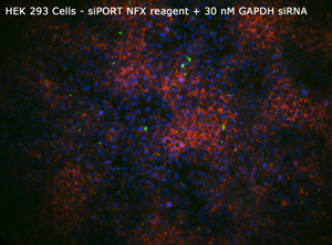 HEK 293 siPORT NFX+30nM GAPDHsiRNA