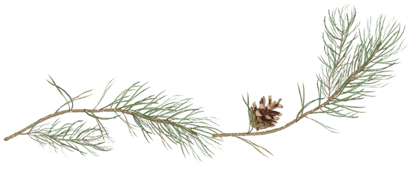 decorative pine branch