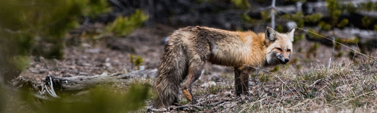 Yellowstone fox
