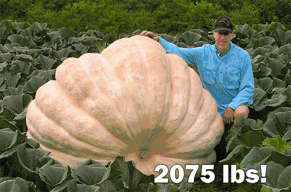 2075 LB Giant Pumpkin