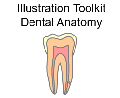 Illustration Toolkit Dental Anatomy