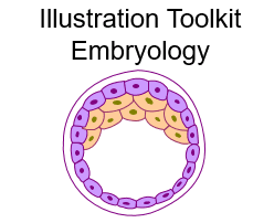 Illustration Toolkit Embryology