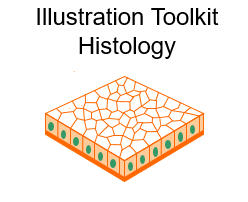 Illustration Toolkit Histology