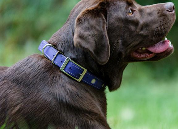 Brookenjack Waterproof Dog Collar