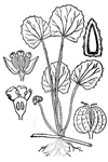 centella asiatica plant