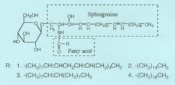 ceramide molecular