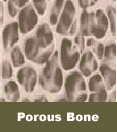 Porous Bone