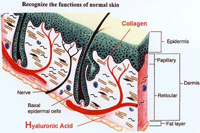 Hyaluronic Acid Skin Diagram